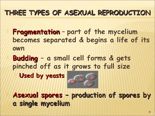 What are three types of asexual reproduction foto 42